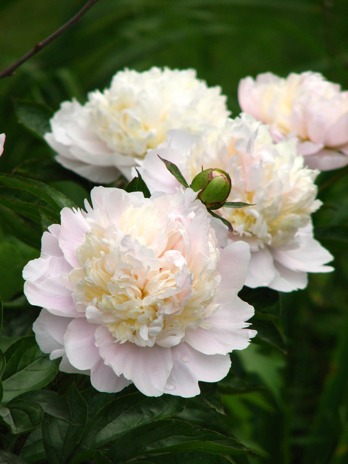 Paeonia lactiflora 'Moon River'